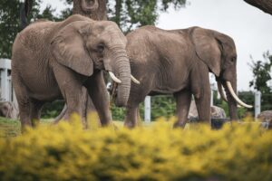 Zoo de Granby