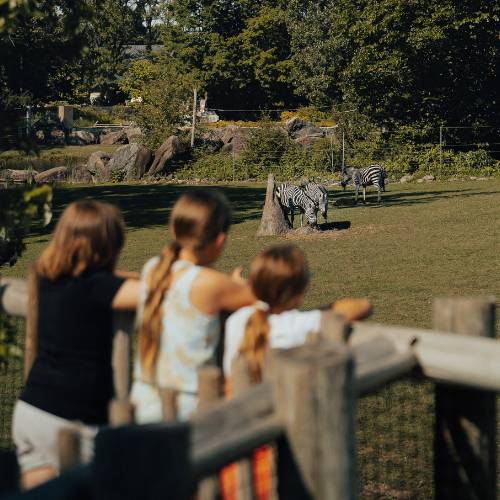 Famille au zoo avec zèbre