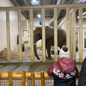 Éléphant-zoo de granby hiver