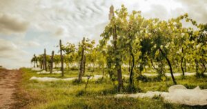 CARROUSEL_Vignoble Côte des Limousins (2)